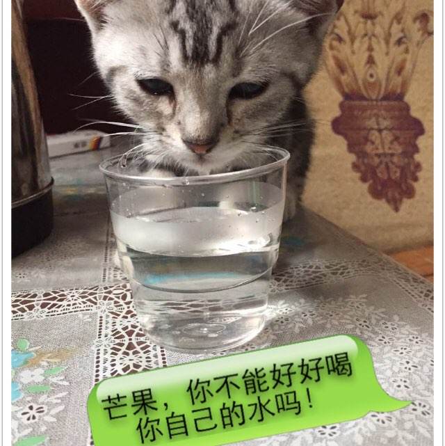 不来梅应用技术大学电子工程学位证书